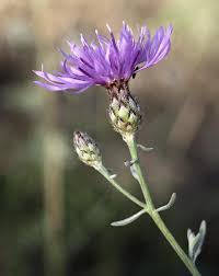 Attēlu rezultāti vaicājumam “Centaurea stoebe flower”