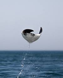 Image result for Mobula munkiana