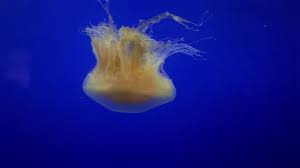 Image result for Phacellophora camtschatica