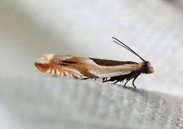 Attēlu rezultāti vaicājumam “Ancylis badiana”