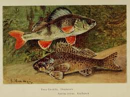 Attēlu rezultāti vaicājumam “Perca fluviatilis”