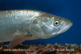 Image result for Aspius aspius