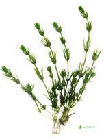 Attēlu rezultāti vaicājumam “Chara aspera”