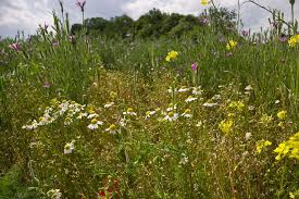 Image result for Matricaria recutita (chamomilla)