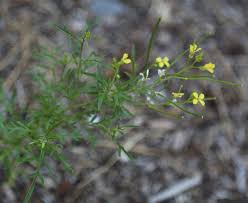 Attēlu rezultāti vaicājumam “Sisymbrium altissimum”