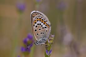 Attēlu rezultāti vaicājumam “Plebejus argus female”