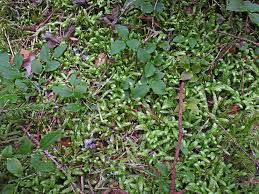 Attēlu rezultāti vaicājumam “Leiocolea rutheana sporophyte”