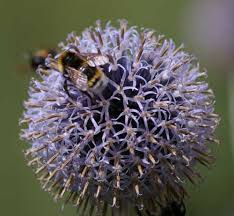 Attēlu rezultāti vaicājumam “Psithyrus sylvestris”