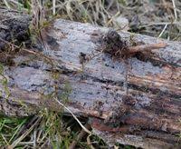 Attēlu rezultāti vaicājumam “Basidiodendron”