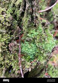 Attēlu rezultāti vaicājumam “Nowellia curvifolia sporophyte”