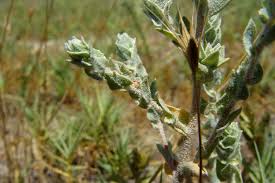 Attēlu rezultāti vaicājumam “Atriplex calotheca leaf”
