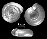 Attēlu rezultāti vaicājumam “Planorbidae”