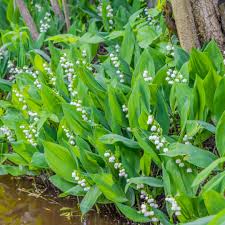 Attēlu rezultāti vaicājumam “Convallaria majalis leaf”