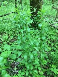 Attēlu rezultāti vaicājumam “Erigeron annuus leaf”