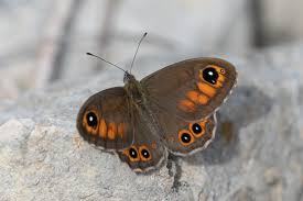 Attēlu rezultāti vaicājumam “Lasiommata maera underside”