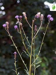 Attēlu rezultāti vaicājumam “Cirsium arvense leaf”