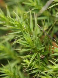 Attēlu rezultāti vaicājumam “Polytrichum juniperinum”