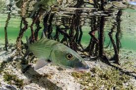 Image result for Albula vulpes