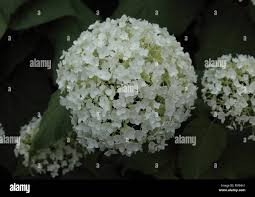 Attēlu rezultāti vaicājumam “Hydrangea arborescens subsp. discolor flower”