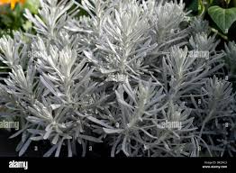 Image result for Cineraria maritima