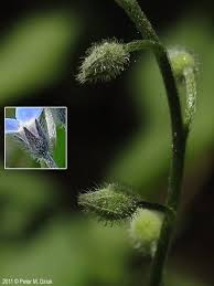 Attēlu rezultāti vaicājumam “Myosotis scorpioides bud”