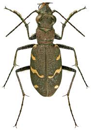 Attēlu rezultāti vaicājumam “Cicindela sylvatica imago”