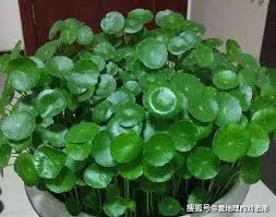 「銅錢草」的圖片搜尋結果