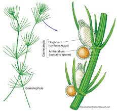Attēlu rezultāti vaicājumam “Chara aspera male”