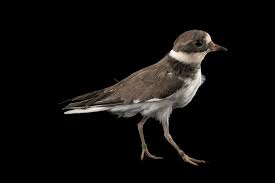 Attēlu rezultāti vaicājumam “Charadrius hiaticula”