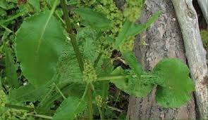 Attēlu rezultāti vaicājumam “Rumex obtusifolius”