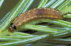 Attēlu rezultāti vaicājumam “Euphydryas maturna larva”