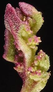 Attēlu rezultāti vaicājumam “Chenopodium rubrum flower”