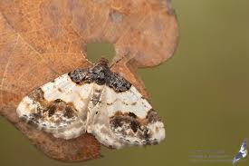 Attēlu rezultāti vaicājumam “Ligdia adustata”