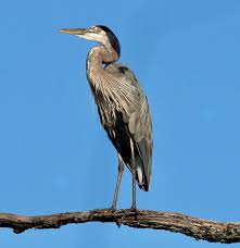 Image result for heron