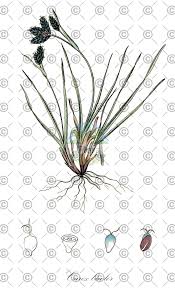 Attēlu rezultāti vaicājumam “Trichophorum cespitosum fruit”