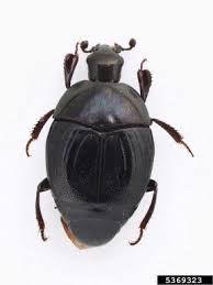 Attēlu rezultāti vaicājumam “Histeridae”