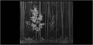 Image result for Ansel Adams Aspens New Mexico