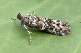 Attēlu rezultāti vaicājumam “Dioryctria abietella”