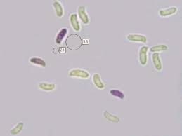 Attēlu rezultāti vaicājumam “Trichaptum abietinum”