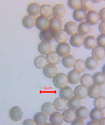 Attēlu rezultāti vaicājumam “Stemonitopsis sp.”