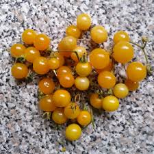Afbeeldingsresultaat voor broad ripple yellow currant tomato