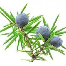 Attēlu rezultāti vaicājumam “Juniperus communis fruit”