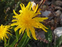 Attēlu rezultāti vaicājumam “Sonchus arvensis subsp. uliginosus flower”