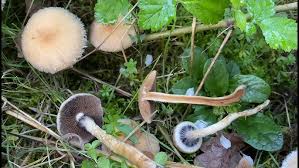 Attēlu rezultāti vaicājumam “Psathyrella lacrymabunda”