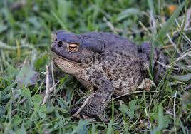 Attēlu rezultāti vaicājumam “Bufo bufo”