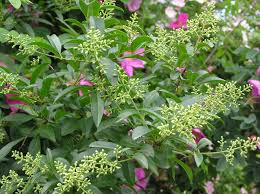 Attēlu rezultāti vaicājumam “Ligustrum vulgare”