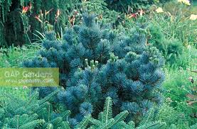 Attēlu rezultāti vaicājumam “Pinus pumila”