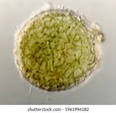 Attēlu rezultāti vaicājumam “Nostoc pruniforme macro”