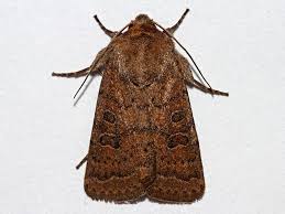 Attēlu rezultāti vaicājumam “Hoplodrina octogenaria”