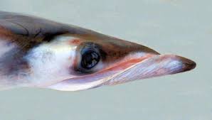 Image result for Mobula thurstoni